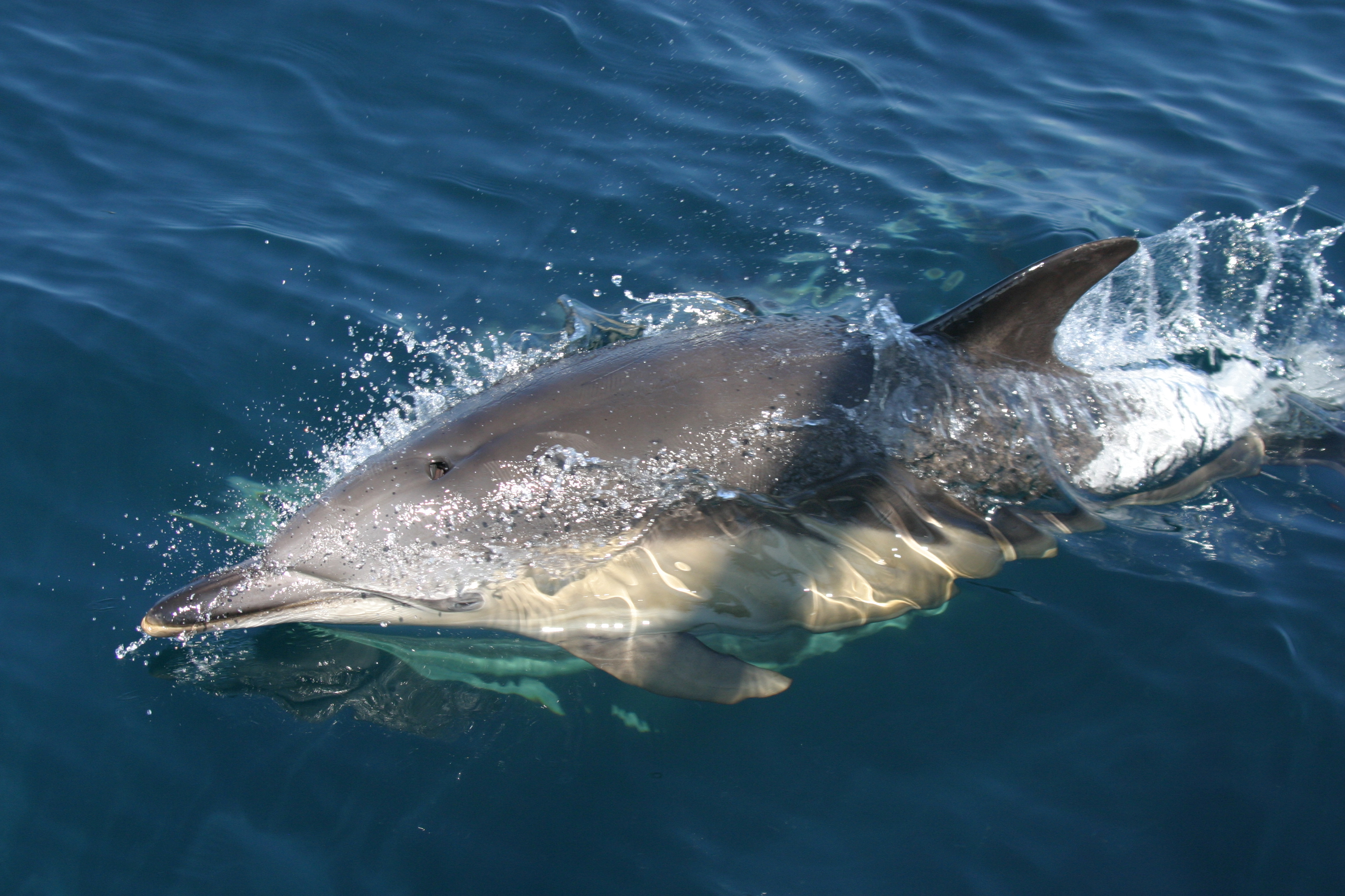 Common Dolphins