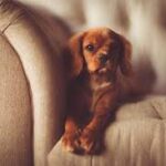 Nextdoor crowns dog walkers as the UK’s most sociable neighbours
