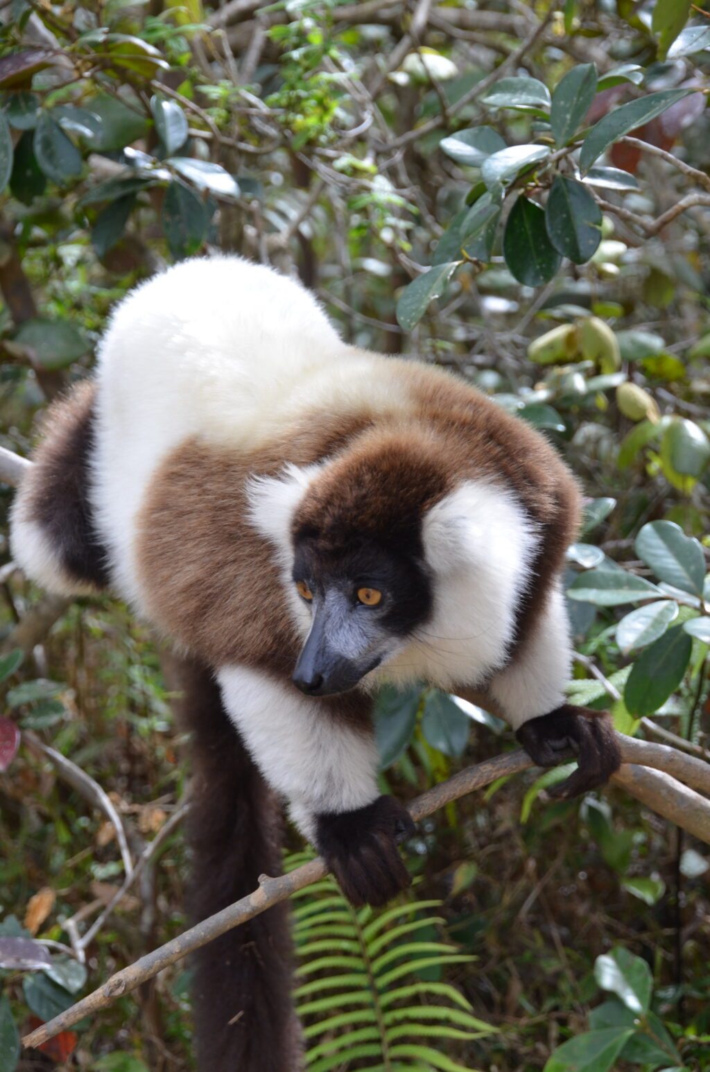 LynneVenart-RuffedLemur