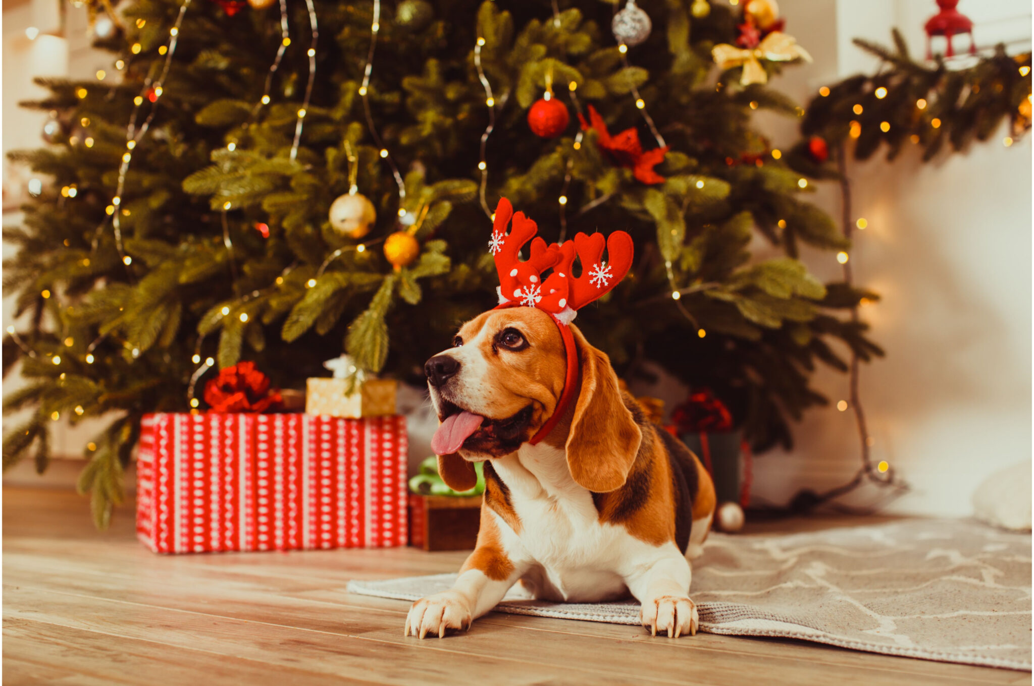 Jingle bells and wagging tails: Tips for pet-proofing Christmas trees ...