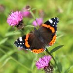 Boost Garden Butterfly Numbers by up to 93% with One Simple Step, New Study Reveals
