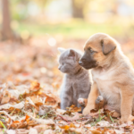 Vet issues warning on outdoor hidden hazards this autumn