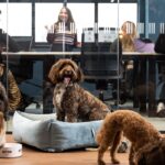 FLEXIBLE WORKSPACE PILOTS INNOVATIVE OFFICE CANINE CRÈCHE TO GIVE WELLBEING BENEFITS TO WORKERS