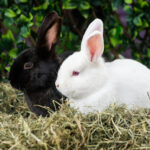 Hay Yorkshire! County’s nutritious grass goes global as pet owners from Beijing to Berlin