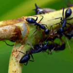Garden experts say vinegar, coffee grounds and lavender can keep ants out of your home this summmer