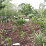 Hutton awarded £8,000 from Royal Society of Edinburgh for research into southeast Asian peatland restoration