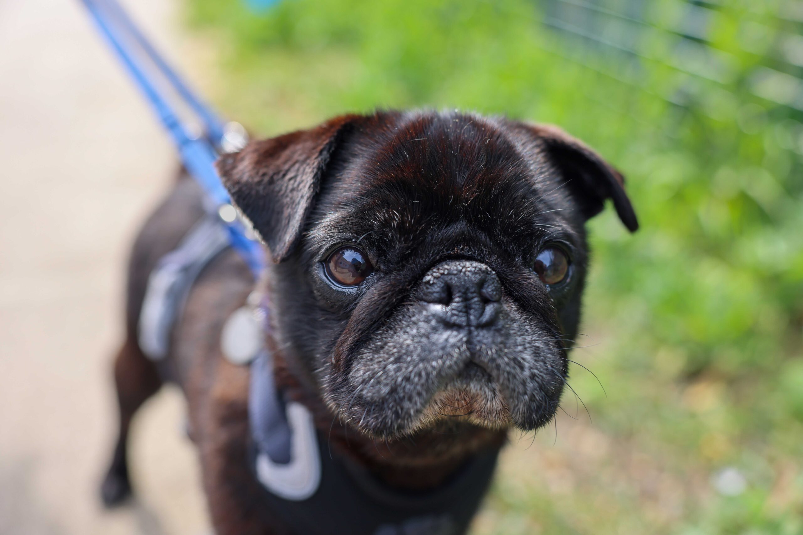 Brits say pets’ appearance important but ‘cute’ features come at a cost