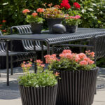 Bring your garden to life with charming floral combinations