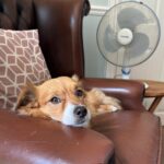 ‘Dog lockdown only way dogs can beat the heat,’ says RSPCA