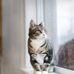 Do cats forget us when we’re on holiday? Animal behaviourist reveals what cats really think