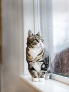 Cats Protection Holiday Cat 2
