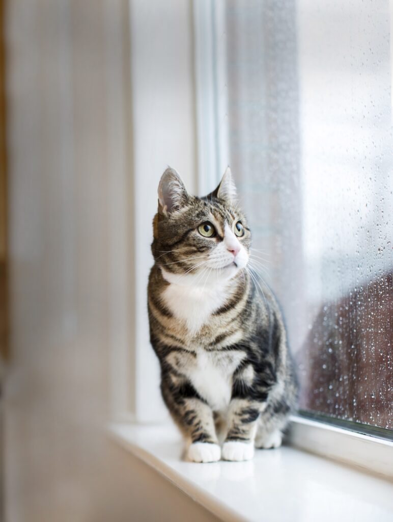 Cats Protection Holiday Cat 2