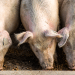 Why cutting three sausages or seven burgers from our diet can help one billion animals