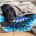 Here’s how to help animals during ‘most frightening’ fireworks season