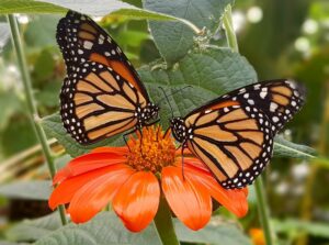 Monarch Butterfies
